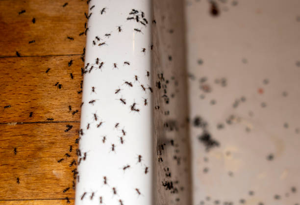Best Pest Inspection Near Me  in Woodacre, CA